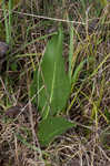 Prairie rosinweed